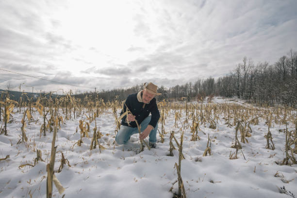 campo agricolo di mais coperto di neve precoce - corn snow field winter foto e immagini stock