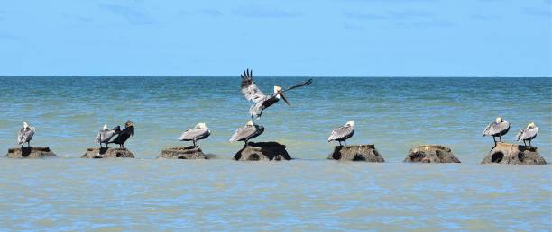 istock Pelicans in Yucatan 1357161001