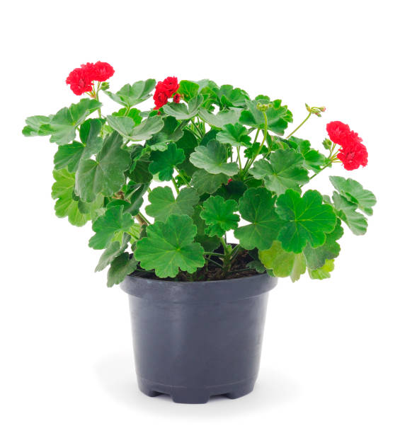 istock Beautiful geranium flower in a pot. 1357161133