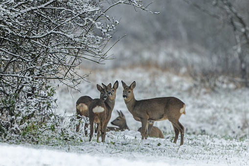 wild deer in winter forest