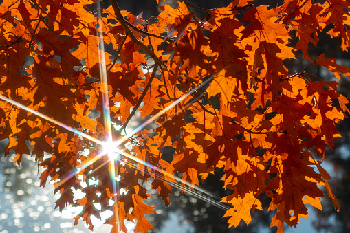 Wide angle shot of oak leaves against the sunlight with lens flares.