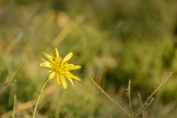 Meadow Salsify flower called Tragopogon pratensis L, also known as meadow goat's-beard. Close-up view of yellow flower with blurred background