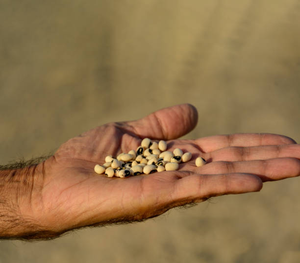 istock Organic Cowpea or Vigna Unguiculata 1357163060