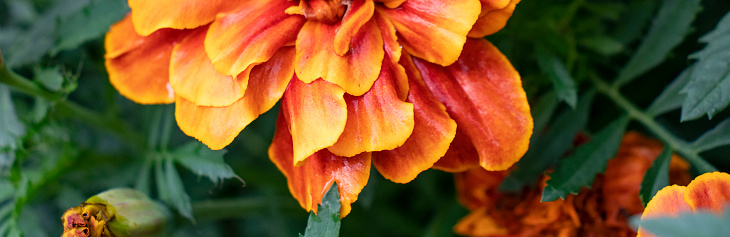 orange marigold flowers in the garden