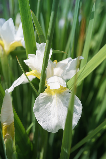 white iris flower in the garden, siberian white iris close up distance, selective focus