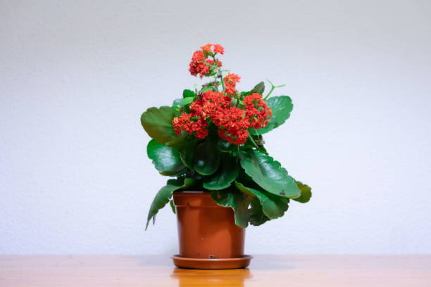 istock Indoor plant on wooden table and white wall with overhead light 1357167250