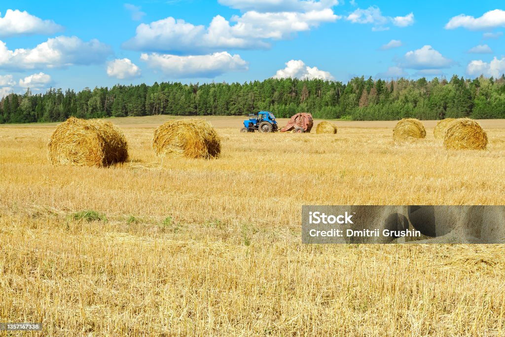 Tractor during grain harvesting Tractor for agricultural work in the field. Agriculture, farm Agricultural Field Stock Photo