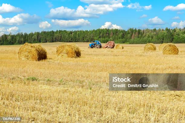 Tractor During Grain Harvesting Stock Photo - Download Image Now - Agricultural Field, Agricultural Machinery, Agriculture