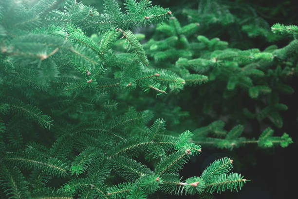 istock Pattern of beautiful young branches from a Christmas tree. Christmas background 1357167387