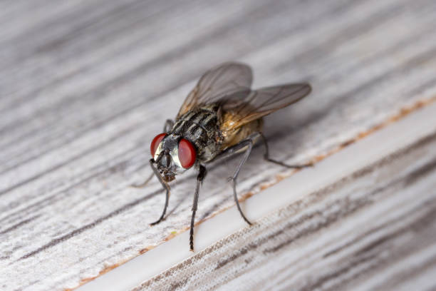 ハウスフライムスカ・ドメダナ。家庭で一般的で負担の大きい昆虫。 - insect macro fly magnification ストックフォトと画像