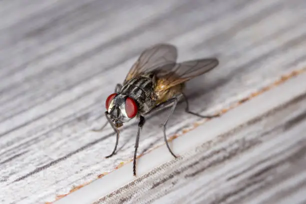 Photo of The housefly Musca domestica. Common and burdensome insect in homes.