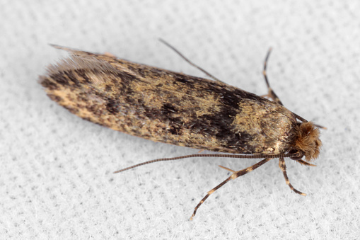 The brown-dotted clothes moth (Niditinea fuscella) is a species of tineoid moth. It belongs to the fungus moth family (Tineidae), and therein to the nominate subfamily Tineinae. It is (under its junior synonym Tinea fuscipunctella) the type species of its genus Niditinea. It is widespread and common in much of western Eurasia (except for outlying islands, e.g. Iceland, and cold regions such as the far north of Scotland), but has also been introduced elsewhere (e.g. Australia). The adult moths are on the wing around May to September, depending on the location; they are not fond of bright daylight and will only come out in the late afternoon. Adults of this small moth have a wingspan of 14 mm. They are of a rather dull coloration, with brown-grey forewings that bear three large blackish-brown dots each. The hindwings are a silvery white; they are surrounded by a long-haired fringe, as usual for fungus moths and relatives. The body is dull brown, and the head bears a tuft of reddish-brown hair. The caterpillars feed on dry animal and plant remains. Despite the species' common name, they are rarely recorded as a pest of clothing. Though they will eat discarded wool and similar fabrics, they are more commonly found in bird nests – particularly of chicken (Gallus gallus domesticus), domestic pigeon (Columba livia domestica), swallows (Hirundinidae) and woodpeckers (Picidae) –, where they feed on shed feathers and feces. Less usual foodstuffs of this species are dry peas and dried fruit, bran, dry rose flowers, the dead beetles in mealworm (Tenebrio molitor) cultures and even pigskin bookbindings.