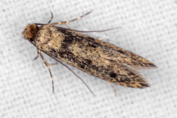 The brown-dotted clothes moth Niditinea fuscella is a species of tineoid moth. It belongs to the fungus moth family Tineidae. Common house moth. The brown-dotted clothes moth (Niditinea fuscella) is a species of tineoid moth. It belongs to the fungus moth family (Tineidae), and therein to the nominate subfamily Tineinae. It is (under its junior synonym Tinea fuscipunctella) the type species of its genus Niditinea. It is widespread and common in much of western Eurasia (except for outlying islands, e.g. Iceland, and cold regions such as the far north of Scotland), but has also been introduced elsewhere (e.g. Australia). The adult moths are on the wing around May to September, depending on the location; they are not fond of bright daylight and will only come out in the late afternoon. Adults of this small moth have a wingspan of 14 mm. They are of a rather dull coloration, with brown-grey forewings that bear three large blackish-brown dots each. The hindwings are a silvery white; they are surrounded by a long-haired fringe, as usual for fungus moths and relatives. The body is dull brown, and the head bears a tuft of reddish-brown hair. The caterpillars feed on dry animal and plant remains. Despite the species' common name, they are rarely recorded as a pest of clothing. Though they will eat discarded wool and similar fabrics, they are more commonly found in bird nests – particularly of chicken (Gallus gallus domesticus), domestic pigeon (Columba livia domestica), swallows (Hirundinidae) and woodpeckers (Picidae) –, where they feed on shed feathers and feces. Less usual foodstuffs of this species are dry peas and dried fruit, bran, dry rose flowers, the dead beetles in mealworm (Tenebrio molitor) cultures and even pigskin bookbindings. tineola stock pictures, royalty-free photos & images