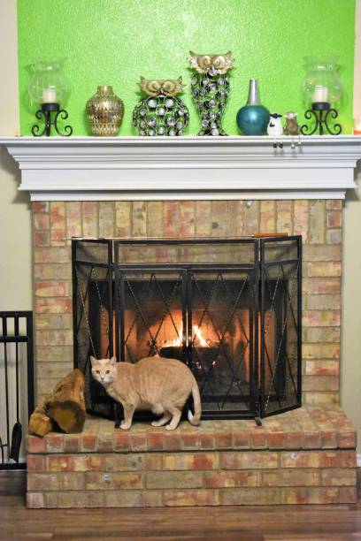 istock Cat in front of the fireplace 1357169366