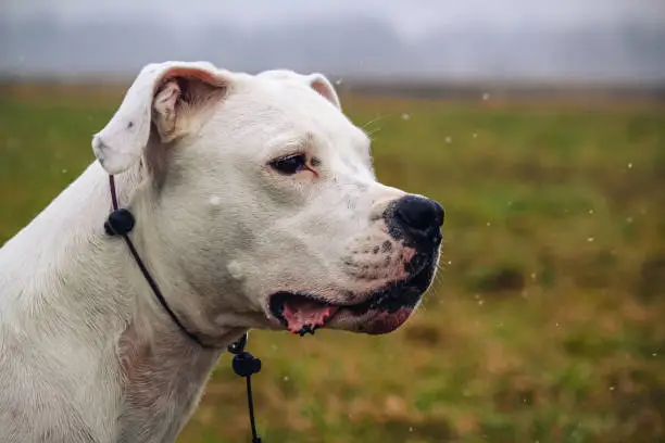 Photo of two years old dogo argentino. female dog.photo of head profile in outdore with autumn background