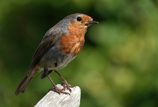 A beautiful side view of a European robin perching on a wooden post against a blurred green background.