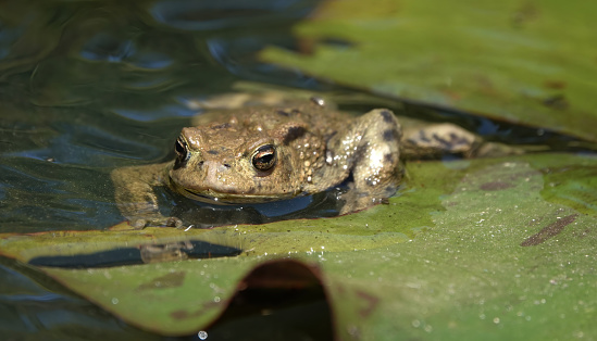 Una toma de vista frontal de un sapo común arrastrándose a través de una almohadilla de lirios en un estanque. photo