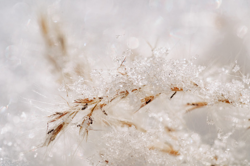 Dried Herbal Plant with Snow Flakes Close-up Photo. Xmas Attractive Composition with Decorative Herb Outdoor, Frosted Pampas Grass on Field. Branches with Snowflakes in Winter Snowy Weather Season