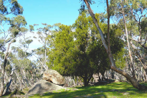 istock Edenhope,  Wimmera, Victoria, Australia 1357173464