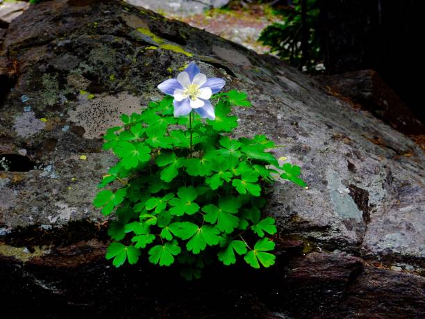 A columbine plant with a single purple and white flower growing out of a large rock.