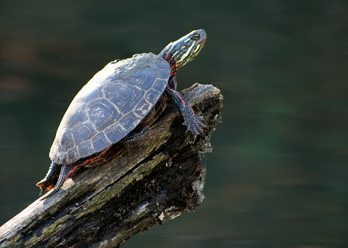 A box turtle on a log overlooking the water.