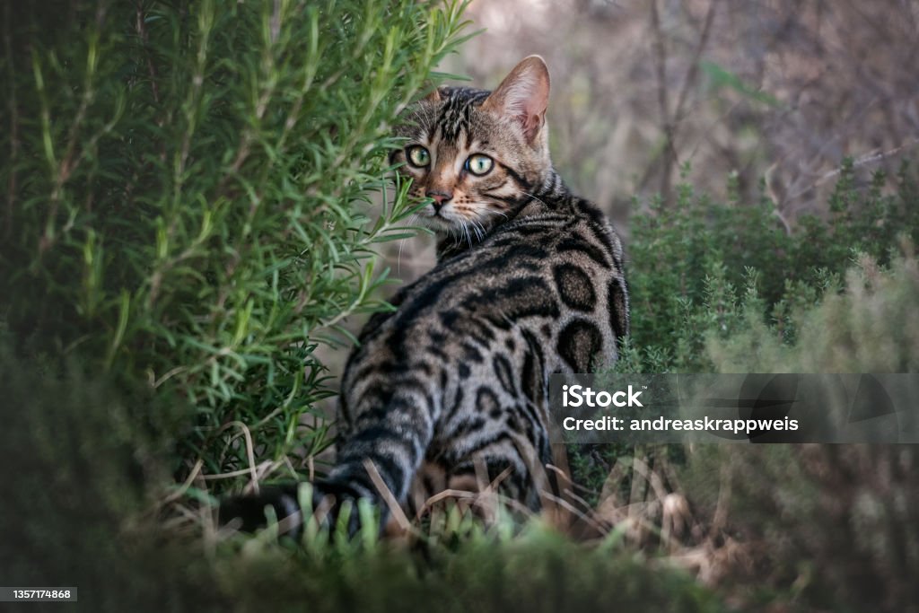 Bengal Cat Stock Photo - Download Image Now - Bengal Cat - Purebred Cat ...