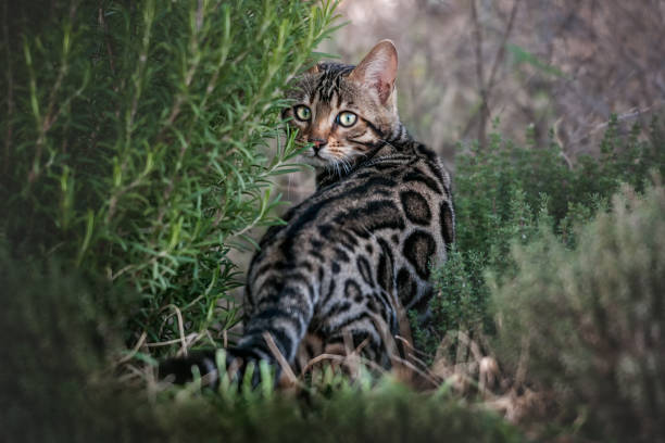 Bengal Cat Bengal Kitten bengal cat stock pictures, royalty-free photos & images