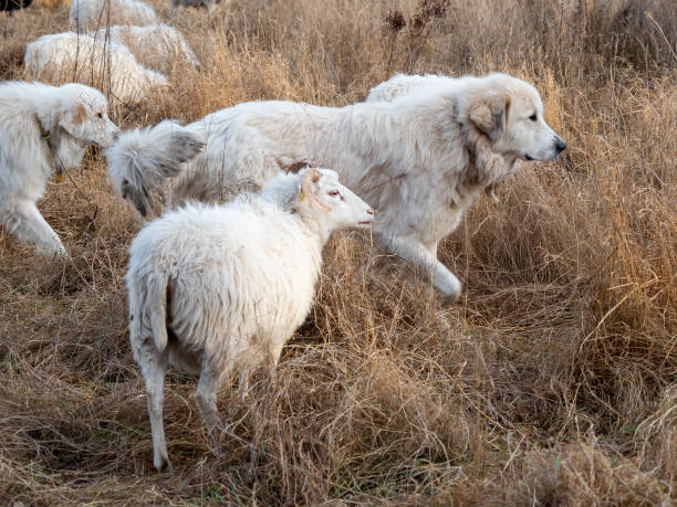 istock White dog among white sheep 1357174890