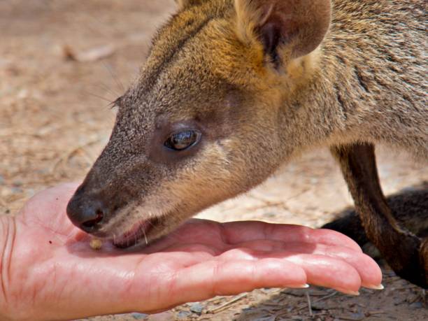 istock Close up of young kangaroo 1357174986