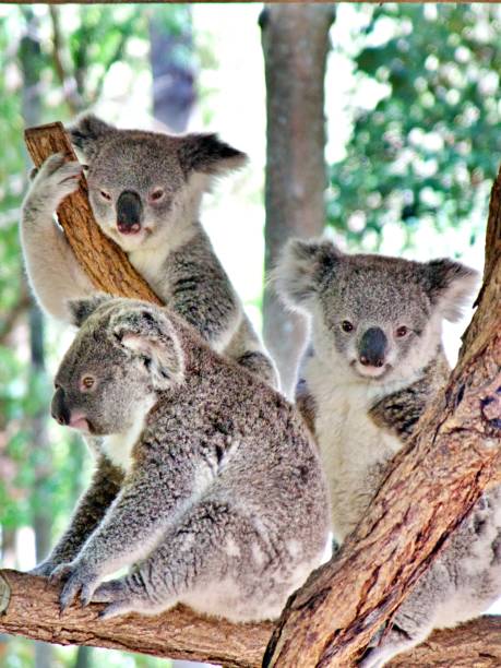 Young koalas group on trees