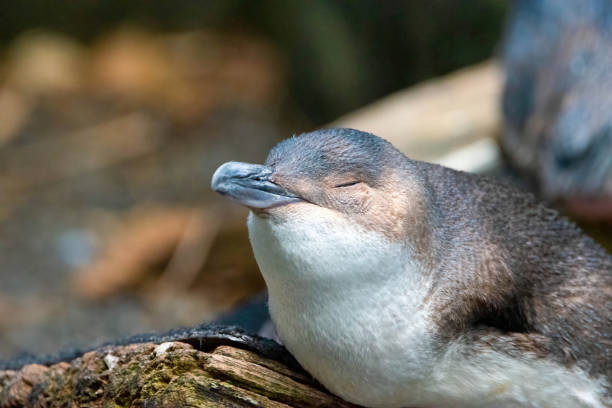 маленький синий пингвин - fairy penguin стоковые фото и изображения