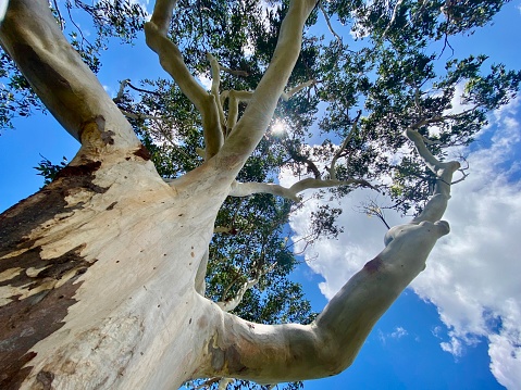 Horizontal landscape looking up to Australian gumtree trunk bark branches and green leaves at treetop to bright blue sky with fluffy white clouds
