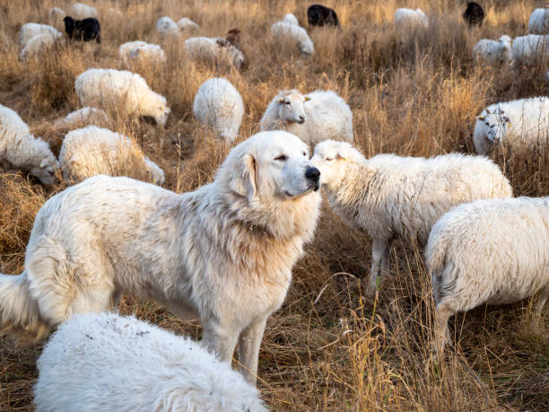 istock White dog among white sheep 1357176030