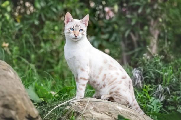 chat du bengale - bengal cat photos et images de collection