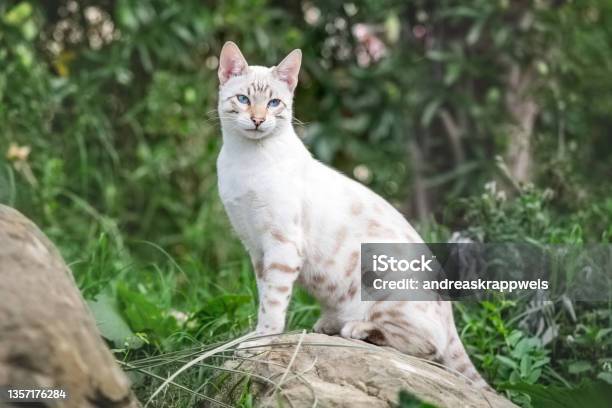 Bengal Cat Stock Photo - Download Image Now - Bengal Cat - Purebred Cat, Snow, White Color
