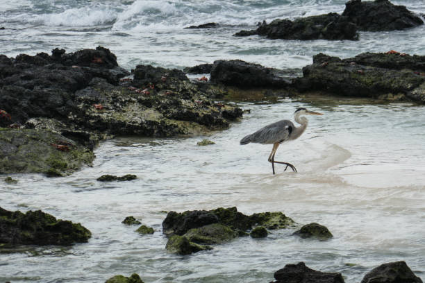 istock Santa Cruz, Galapagos Islands 1357177284