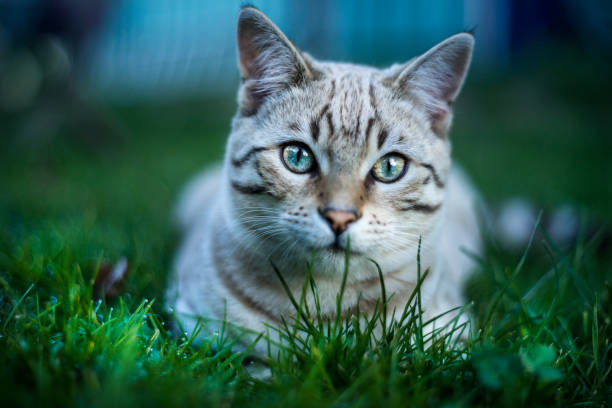 Bengal Cat Male Snow Bengal Cat in Grass Close Up bengal cat purebred cat photos stock pictures, royalty-free photos & images