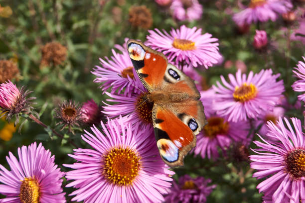 istock The butterfly Peacock eye (lat. Aglais io) collects nectar from flowers 1357177466