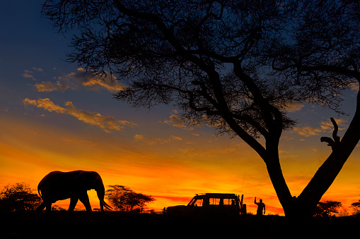 Tourists going on safari at sunrise and elephants roaming around.