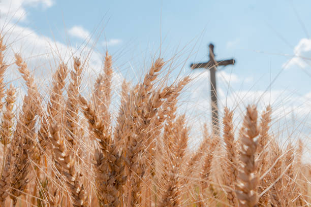 istock Ripe Barley Spikes with wayside cross 1357178224
