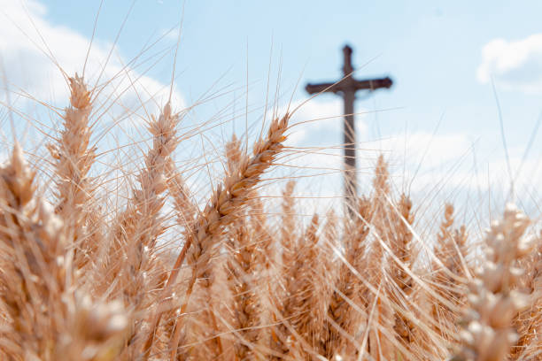 istock Ripe Barley Spikes with wayside cross 1357178226