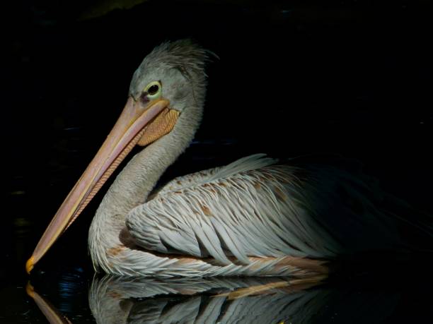 istock Close up on water bird 1357178832