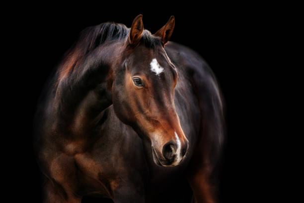 Quarter Horse Quarter Horse Mare on black Background bay horse stock pictures, royalty-free photos & images