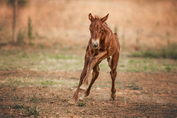 Young Quarter Horse having Fun in natural Meadow