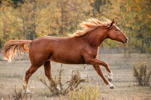 Photo of Quarter Horse