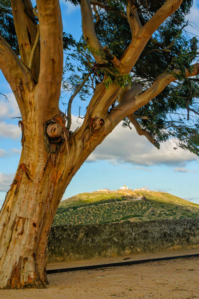 istock Tree against the background of the fortification 1357180803