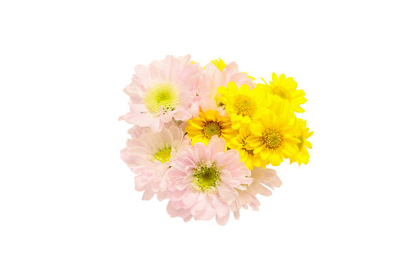 Red flower on white background