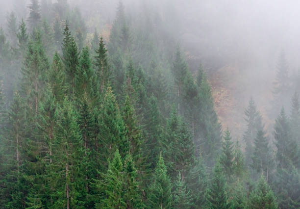 istock Norwegian spruces in dense fog, athumn 1357182833