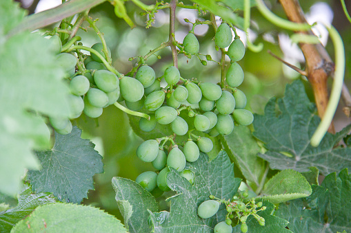 ripe bunch of wine grapes in the vineyard
