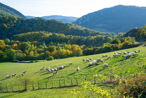 Latxa sheep from Navarra Pyrenees flock in the meadow. This sheep produces milk for a typical delicious cheese